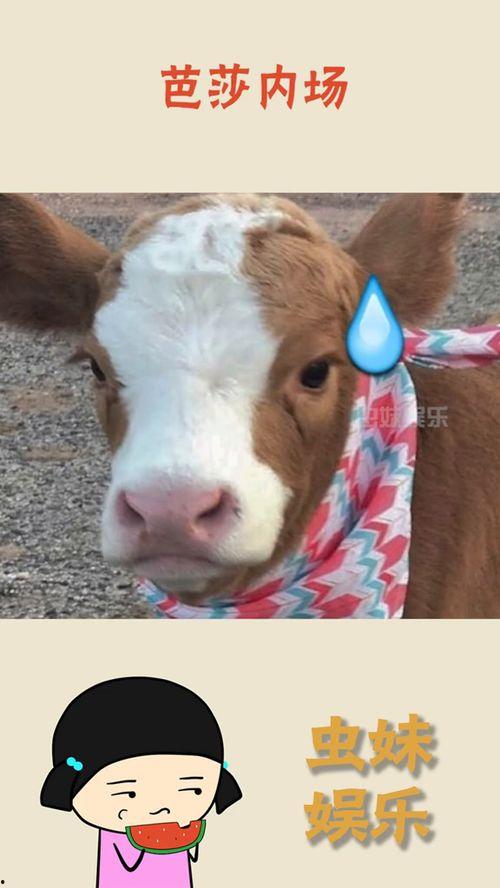 吃瓜娱乐酱小狗